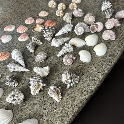 Sea Shells