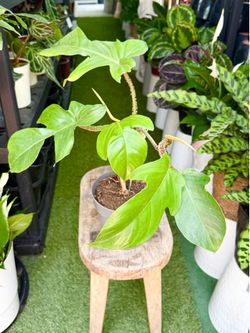 Plants (7”pot🌿Philodendron Squamiferum )