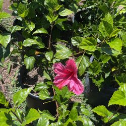 Pink Hibiscus