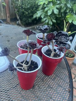 $6 Aeonium Black Rose Cuttings 
