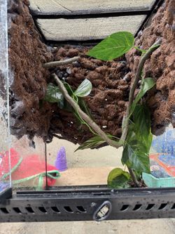 Reptile Terrarium