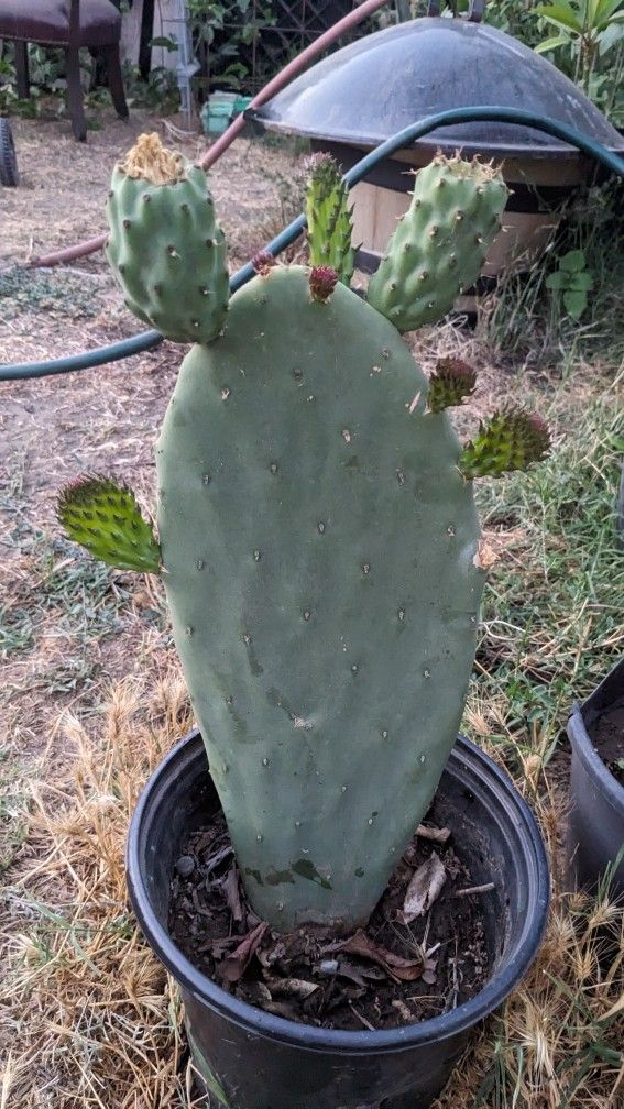 Planta De Nopal