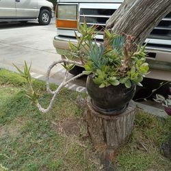 Assorted Succulent Plant