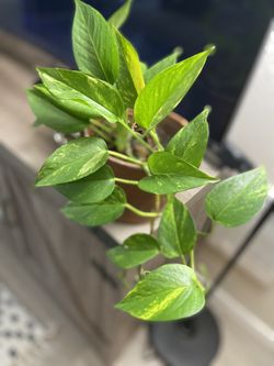 Golden Pothos 