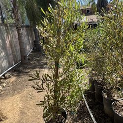 Hopseed Bush 5 Gal (with Stake)