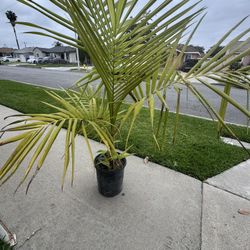 King Palm Tree