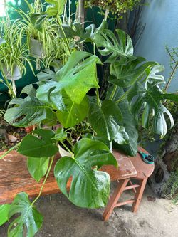Monstera Deliciosa plants Indoor grande $35 each