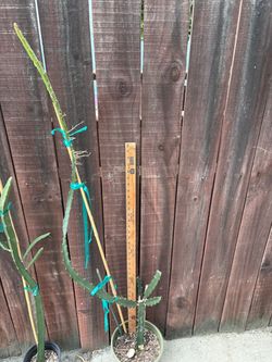Sugar Dragon dragon fruit plant around 2ft-$12
