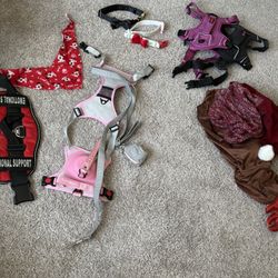 Dog Lot 50 Dollars 
