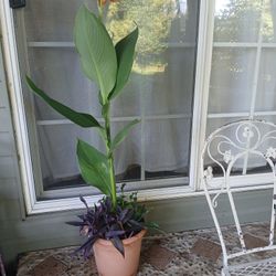 Mix Plants 