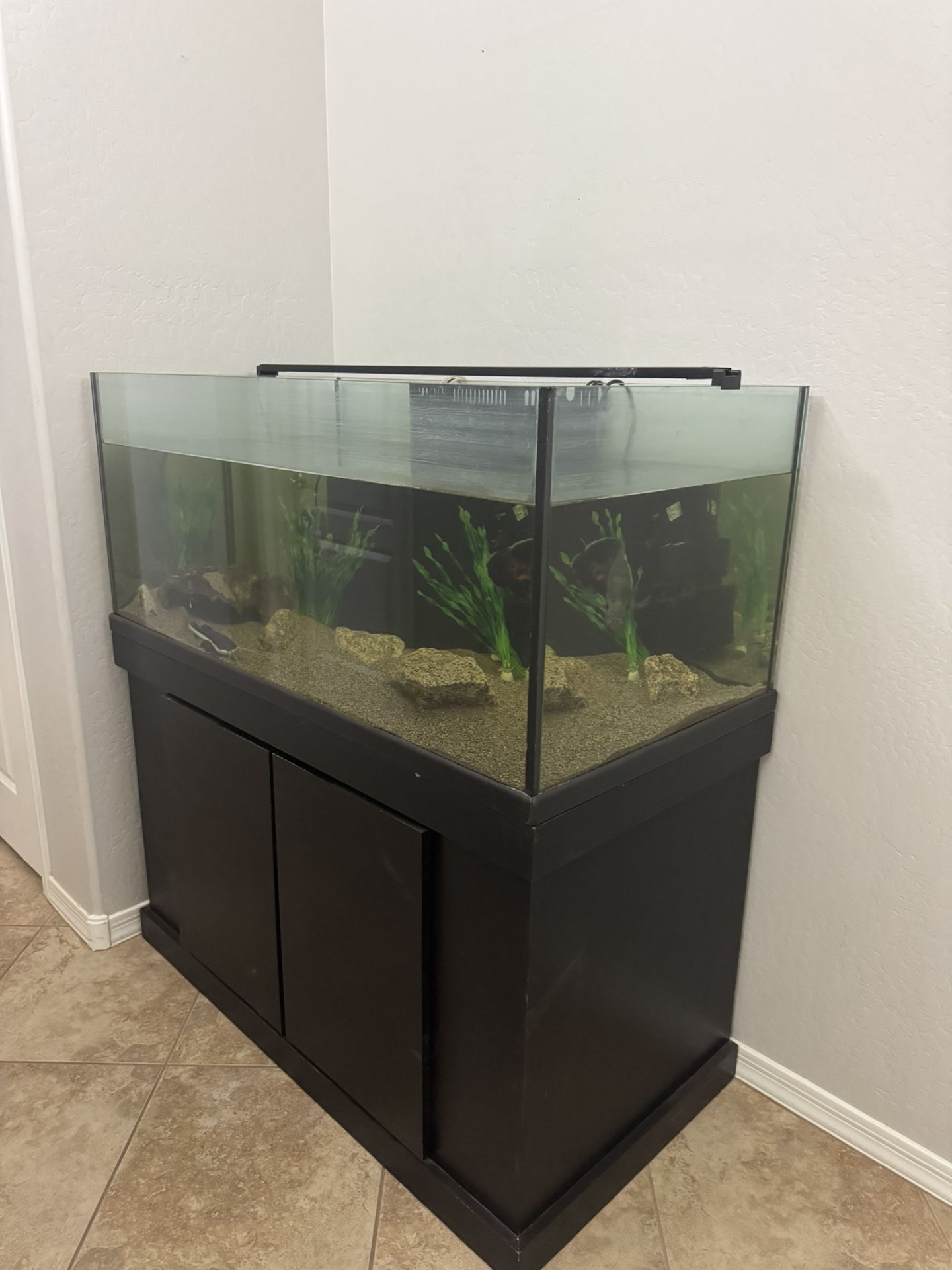 100 Gallon Rimless Aquarium