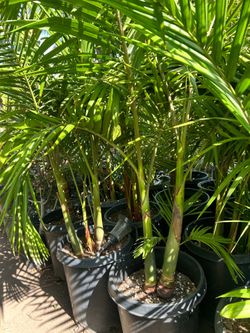 King Palm tree