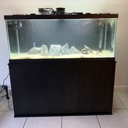 75 Gallon Aquarium Setup – Fluval 307, Rocks & Extras