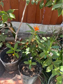 Milkweed plant