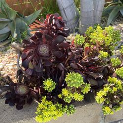 Large Dark Black Succulent Plant With Green Flowers 