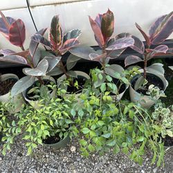 Barge Variety Of Plants To Choose $5To $50