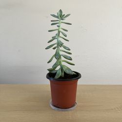 Succulent, 4” Pot