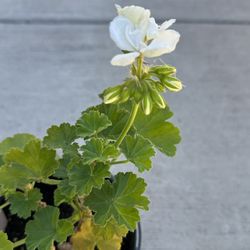 Geranium