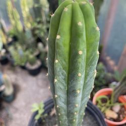 San Pedro cactus plant