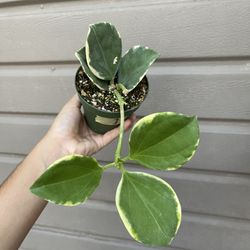 4” Super Rare Hoya Pachyclada Variegated W/ Peduncle (hard To Find )