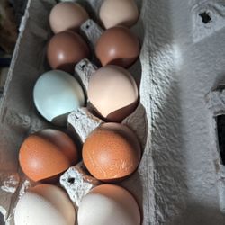 Hatched Eggs 