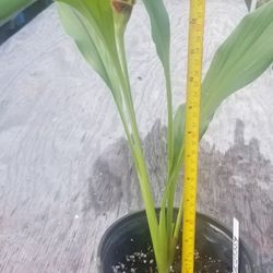 Siam Tulip (Curcuma), Live,  15" Tall