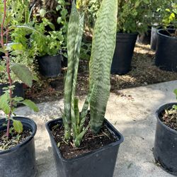 Snake Plant / Lengua De Suegra Planta 