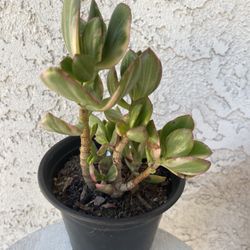 6 Inch Pot Succulent Plant Crassula Ovata Variegated -  Lemon Lime Jade - Rooted &  Stablished - Drought Resistant 🪴 