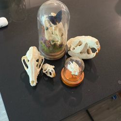 Taxidermy/Skulls/Collectables/Insects
