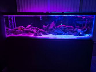 125 gal. Fish Tank
