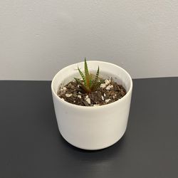 Baby Succulent Propagated From Mature Plant In White Pot