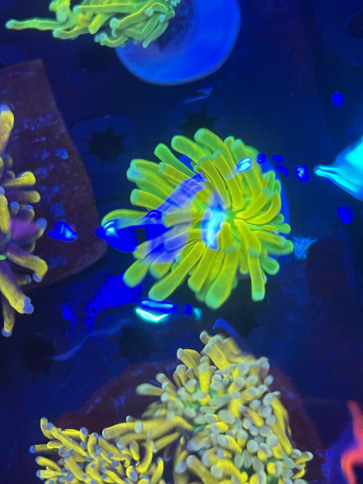 Torch Coral