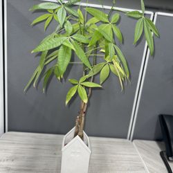 Money Tree Plants For Sale 