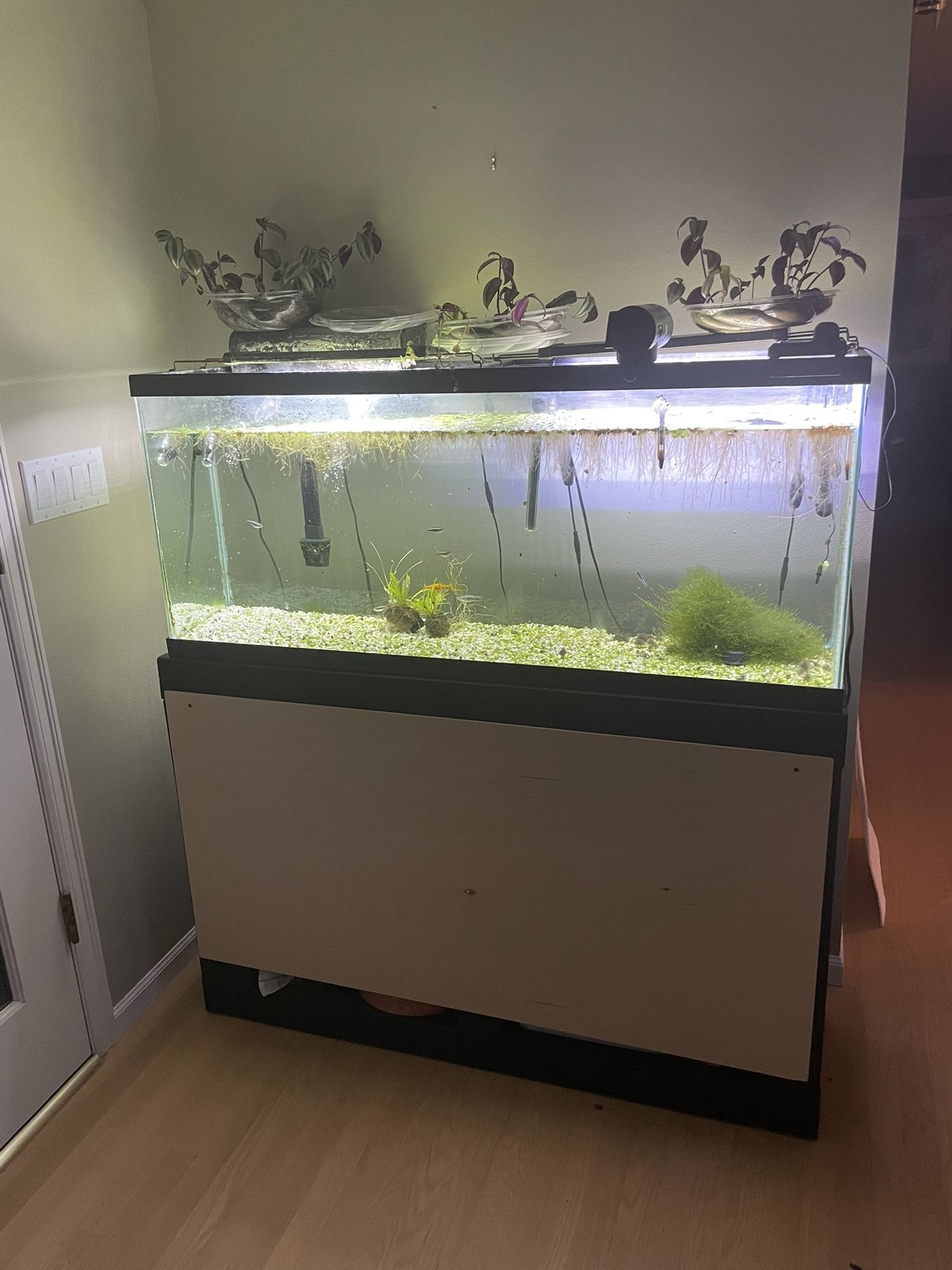 55 Gallon Fish Tank Setup