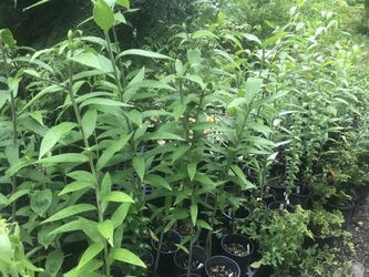 Asiatic & Oriental Lily plants