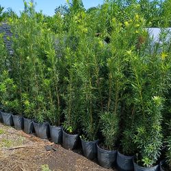 Podocarpus Over 4 Feet Tall Instant Primary Hedge For Fence Green Full  