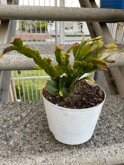 Cactus de navidad