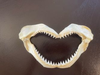 Sharks Teeth