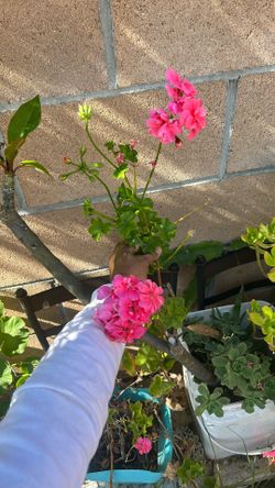 Geranium Pink Vine Rooted Plant 