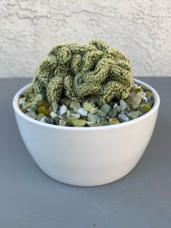Brain Cactus (Mammillaria elongata cristata)