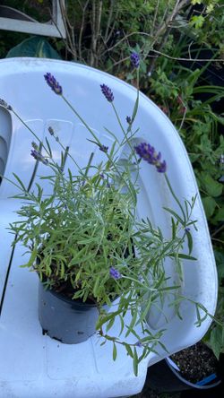 Lavender