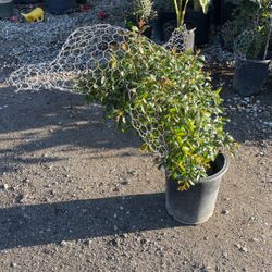 Plant Figure 