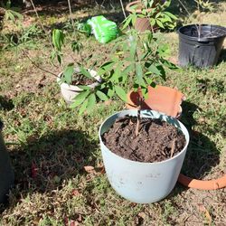 Chase Tree 🌳 Vitex Tree 