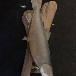 22 Inch Brooke Trout Mount 