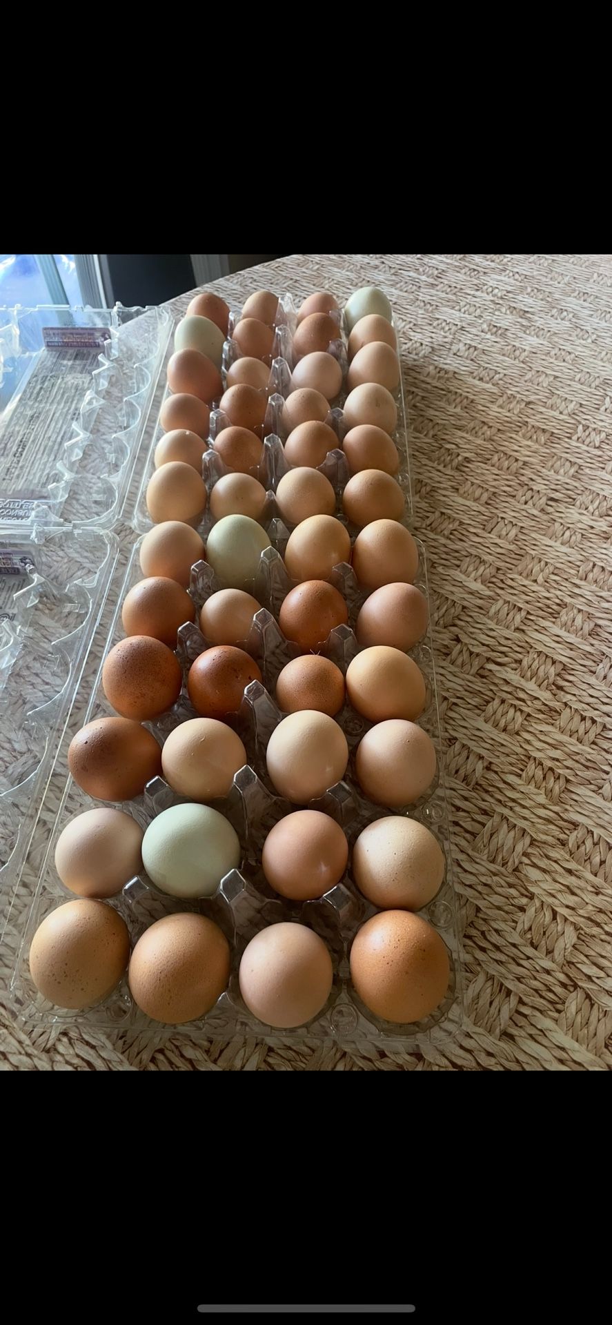 Fresh Eggs