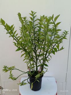 Pedilanthus tithymaloides 'Devil's Backbone' es una llamativa planta perenne de aspecto suculento, conocida por sus distintivos tallos en zigzag y su