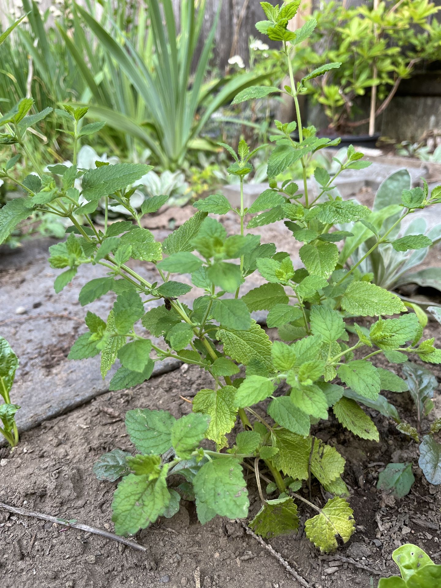 Free Organic Lemon Balm Starter Plants