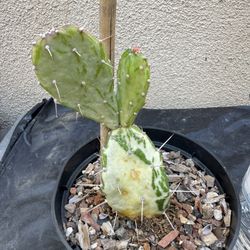 Variegated Prickly Cactus Plant