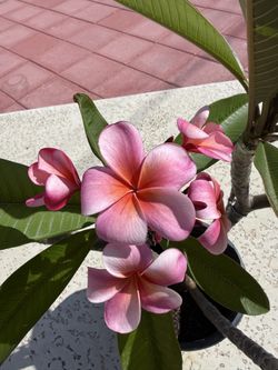 Plumeria Rooted 8 Tips With Blooms