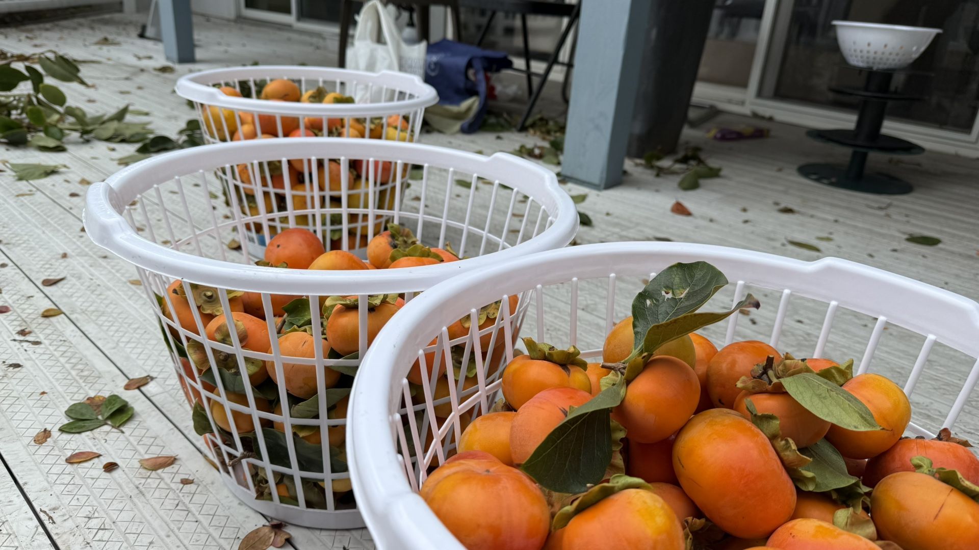 PERSIMMONS - DELICIOUS - GIVE FAMILY GOOD HEALTH - ALMOST  SEASON. END  - ORGANIC